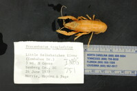 Procambarus troglodytes image